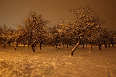 Geceleri kış parkı. Karla kaplı ağaçlar