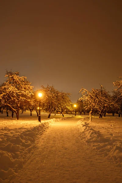 Akşamları, sokak lambalarıyla kaplı kar parkı.