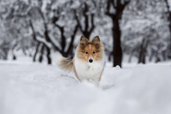Karda Sheltie Köpek Aktivitesi Kış Parkında Oynamak — Stok fotoğraf