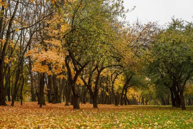 Sonbahar ormanında yeşil ve turuncu yapraklar.