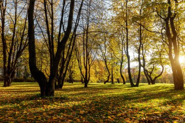 Parktaki sonbahar ağaçlarının siluetleri. Gün batımı