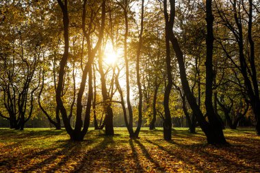 Parktaki sonbahar ağaçlarının siluetleri. Gün batımı