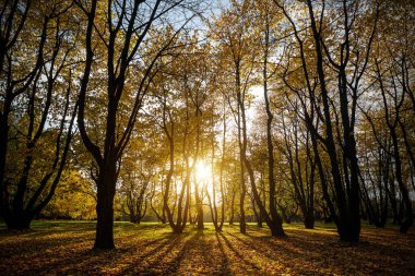 Parktaki sonbahar ağaçlarının siluetleri. Gün batımı