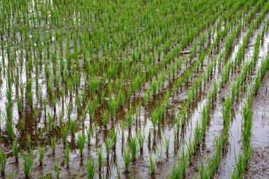 Arkasında orman olan bir çeltik tarlası. Bulutlu hava