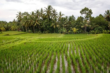 Arkasında orman olan bir çeltik tarlası. Bulutlu hava