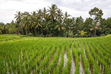Arkasında orman olan bir çeltik tarlası. Bulutlu hava