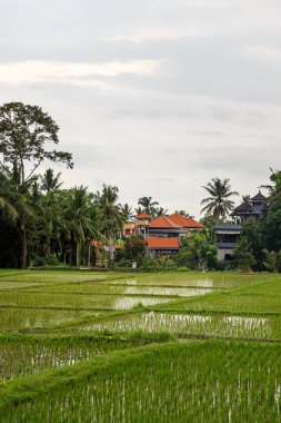 Arkasında orman olan bir çeltik tarlası. Bulutlu hava
