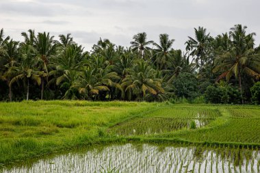 Arkasında orman olan bir çeltik tarlası. Bulutlu hava