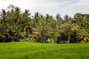 Arkasında orman olan bir çeltik tarlası. Bulutlu hava