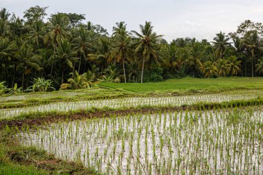 Arkasında orman olan bir çeltik tarlası. Bulutlu hava