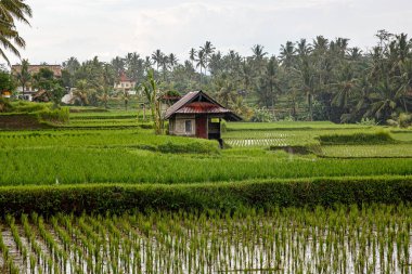 Arkasında orman olan bir çeltik tarlası. Bulutlu hava
