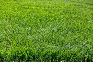 Yeşil çimen dokusunun arka planı. Yakın plan.