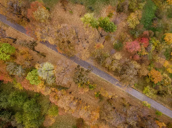 Road in autumn forest, drone view