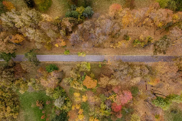 Road in autumn forest, drone view