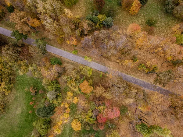 Road in autumn forest, drone view