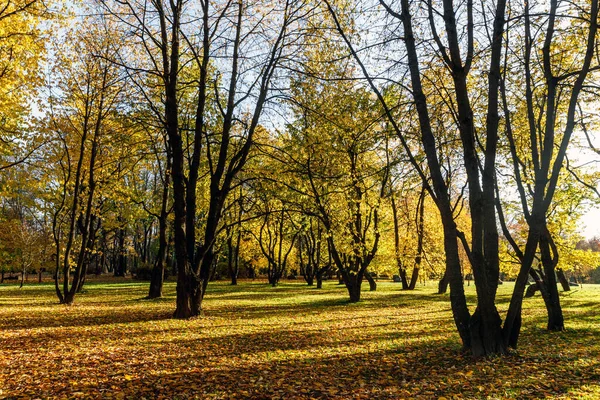 Parktaki sonbahar ağaçlarının siluetleri. Gün batımı