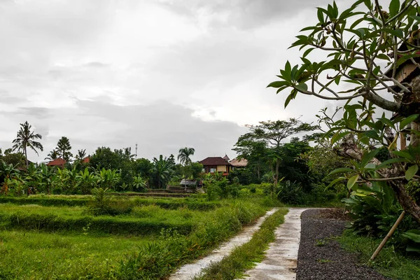 Rumah Rumah Hutan Bali Lansekap — Stok Foto