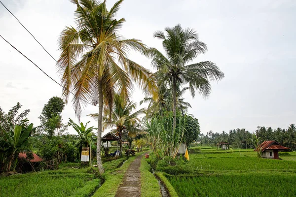 Chemin Dans Jungle Les Rizières Autour — Photo