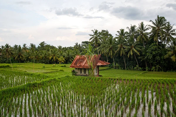 Pertanian Asia Rumah Dengan Sawah Dan Hutan Palem Latar Belakang — Stok Foto