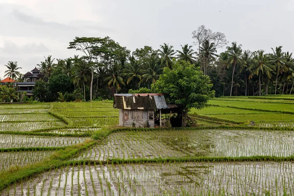 Une Ferme Asiatique Maison Avec Rizières Jungle Palmiers Sur Fond — Photo