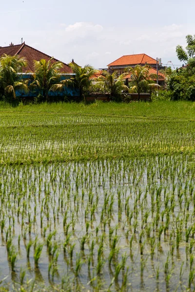 Campo Arroz Con Vilage Fondo — Foto de Stock