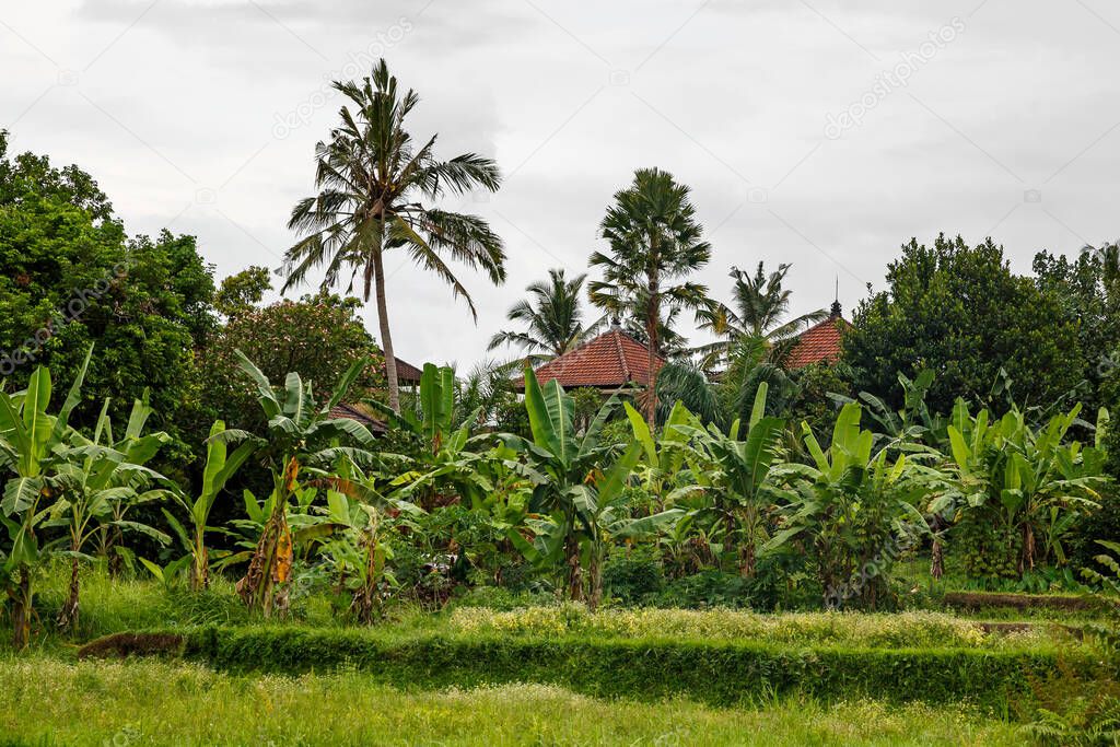 Houses in the jungle. Bali landscape