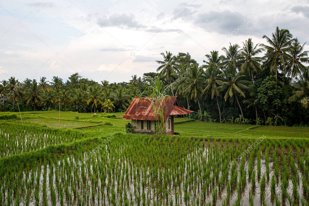 Asian farm. House with rice fields and palm jungle on background