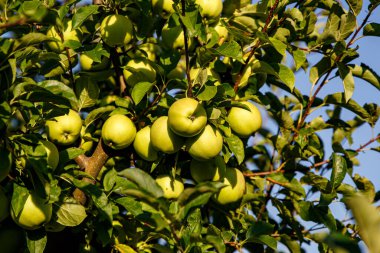 Bahçedeki bir dalda toplanmaya hazır yeşil elmalar.