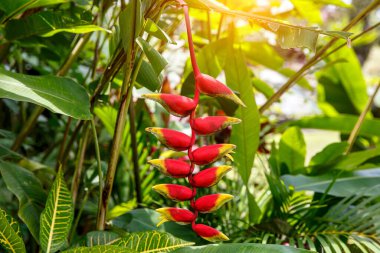 Asılı Istakoz Pençesi, Heliconia Rostrata, Ormanda Çiçek