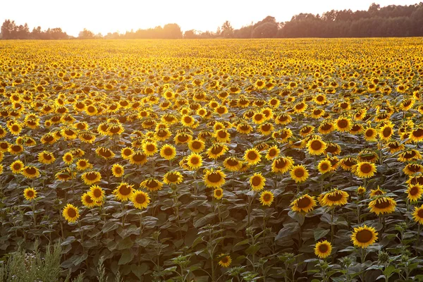 Solrosor Tapeter Blommig Bakgrund Naturlig Konsistens — Stockfoto