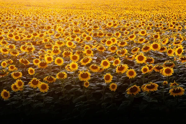 Solrosor Naturlig Bakgrund Solnedgång Tapet Med Solrosor Fält Konsistens — Stockfoto