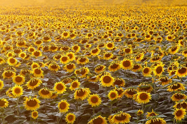 Solrosor Tapeter Blommig Bakgrund Naturlig Konsistens — Stockfoto