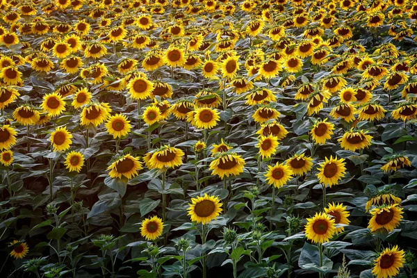 Solrosor Tapeter Blommig Bakgrund Naturlig Konsistens — Stockfoto