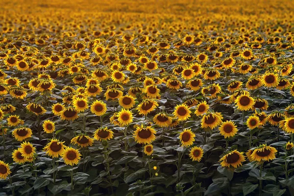 Solrosor Tapeter Blommig Bakgrund Naturlig Konsistens — Stockfoto