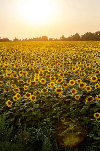 Solrosor Tapeter Blommig Bakgrund Naturlig Konsistens — Stockfoto