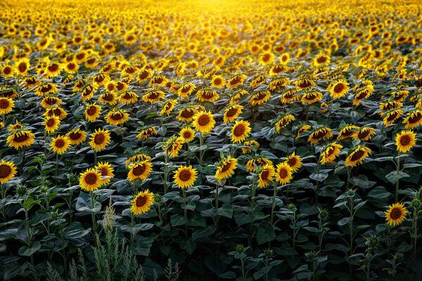 Подсолнухи природного фона. Закат. Обои с текстурой поля подсолнухов.