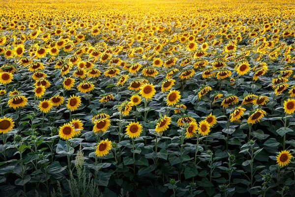 Solrosor Tapeter Blommig Bakgrund Naturlig Konsistens — Stockfoto