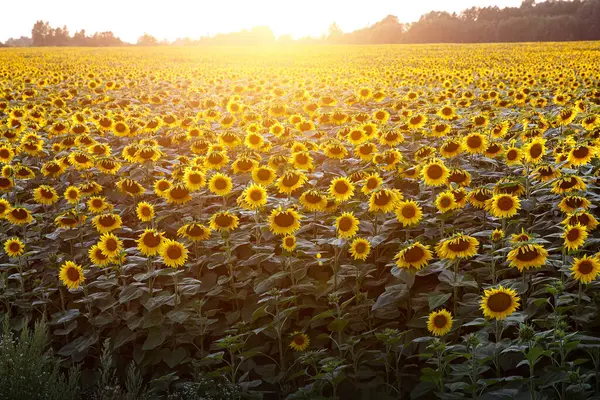 Solrosor Tapeter Blommig Bakgrund Naturlig Konsistens — Stockfoto