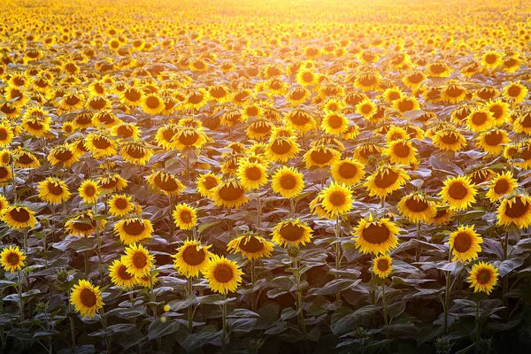 Solrosor Naturlig Bakgrund Solnedgång Tapet Med Solrosor Fält Konsistens — Stockfoto