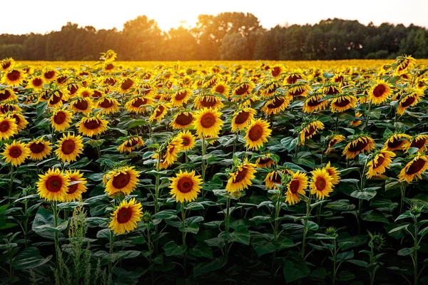 Solrosor Tapeter Blommig Bakgrund Naturlig Konsistens — Stockfoto