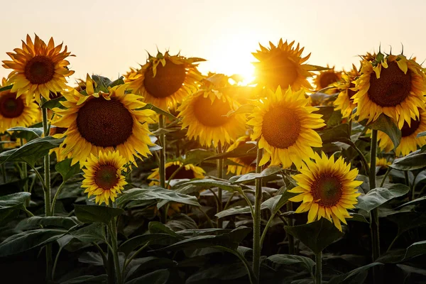 Sommarlandskap Skönhet Solnedgång Över Solrosor Fält — Stockfoto