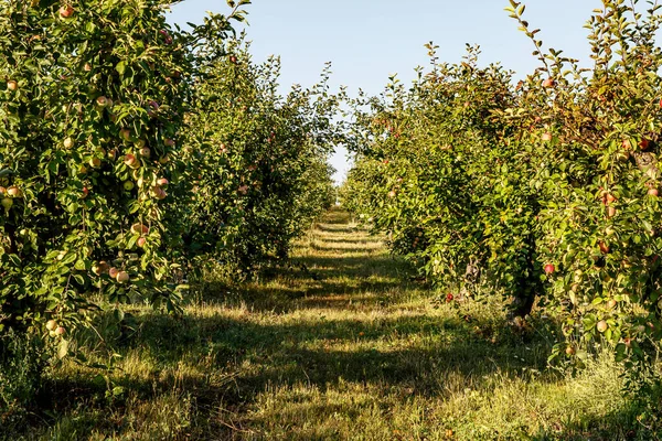 Apfelhain Eine Reihe Bäume Mit Äpfeln Auf Den Zweigen — Stockfoto