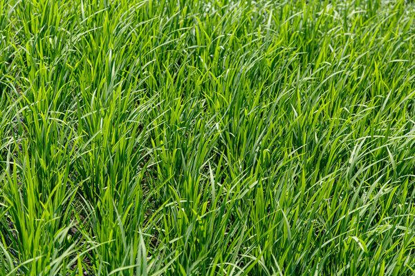 Background of a green grass texture. Close-up