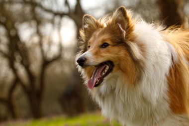 Parktaki Mutlu Sheltie 'nin portresi