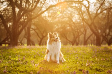 Yeşil tarlalı ve günbatımlı bir parkta Sheltie köpeği