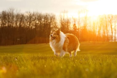 Shetland çoban köpeği Sheltie günbatımı parkının arka planında