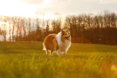 Shetland çoban köpeği gün batımı parkında koşuyor ve oynuyor