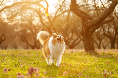 Sheltie parkta bir sopa kemiriyor.