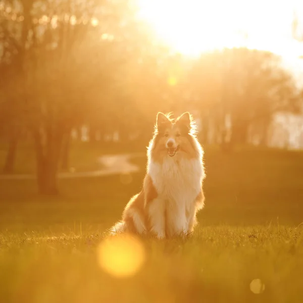 Shetland Juhászkutya Sheltie Egy Naplemente Park Háttér — Stock Fotó