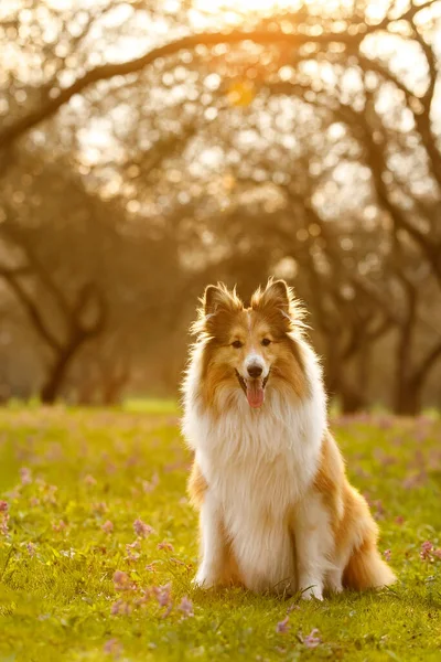 Sheltie Perro Parque Con Campo Verde Puesta Sol —  Fotos de Stock